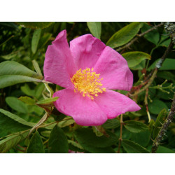 Rosa palustris