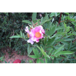 Rosa palustris