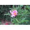 Rosa palustris
