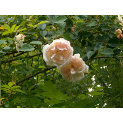 rosa 'Auguste Gervais'