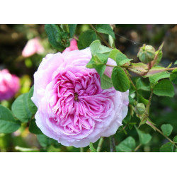 rosa 'Belle sans flatterie'
