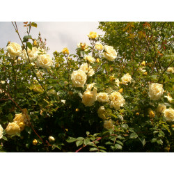 rosa 'Albéric Barbier'