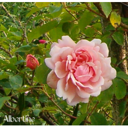 rosa 'Albertine'