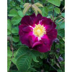 rosa 'Belle sultane'