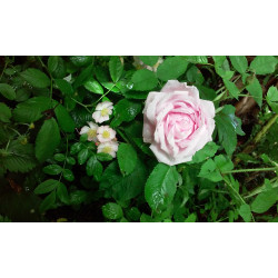 rosa 'Belle Virginie'