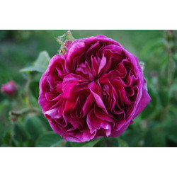 rosa 'Charles de Mills'