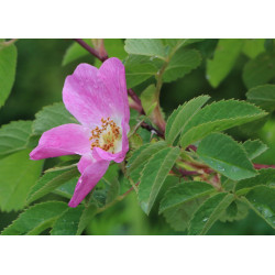 Rosa villosa