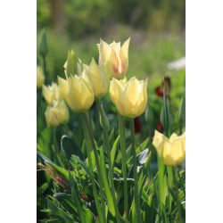 Tulipa marjoletti (Tulipe...