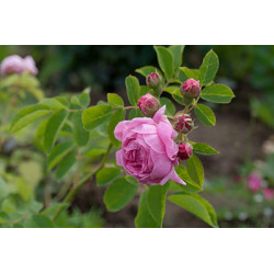 rosa 'Alpenfee'