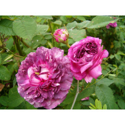 rosa 'Capitaine Williams'