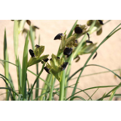 Iris tuberosa (Iris...