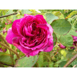 rosa 'Captain John Ingram'