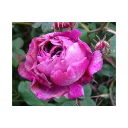 rosa 'Belle de Crécy'