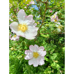 Rosa roxburghii normalis