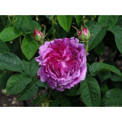 rosa 'Comtesse de Lacépède'