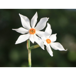 Narcisse obsolète (Narcissus obsoletus)