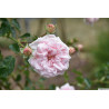 rosa 'Awakening'