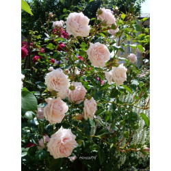rosa 'Awakening'
