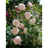 rosa 'Awakening'