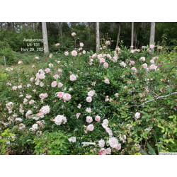 rosa 'Awakening'