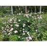 rosa 'Awakening'