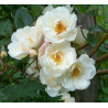 rosa 'Moonlight'