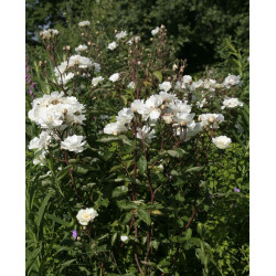 rosa 'Moonlight'