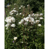 rosa 'Moonlight'